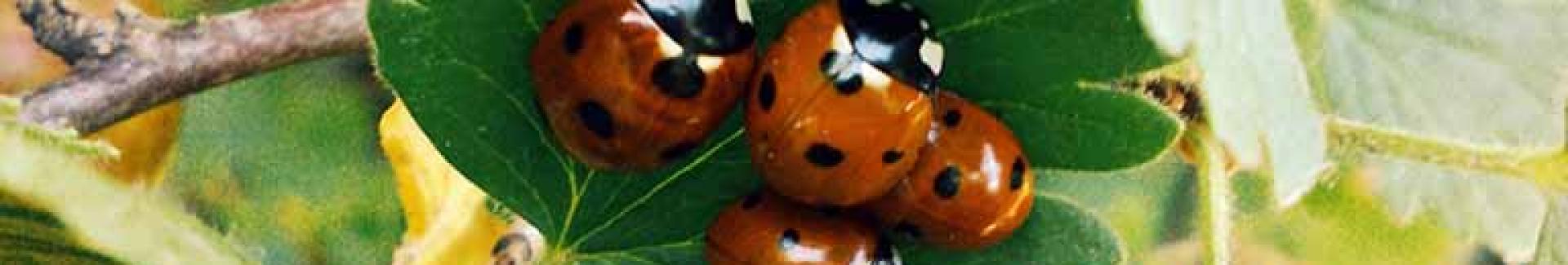 Gestion durable des espaces publics